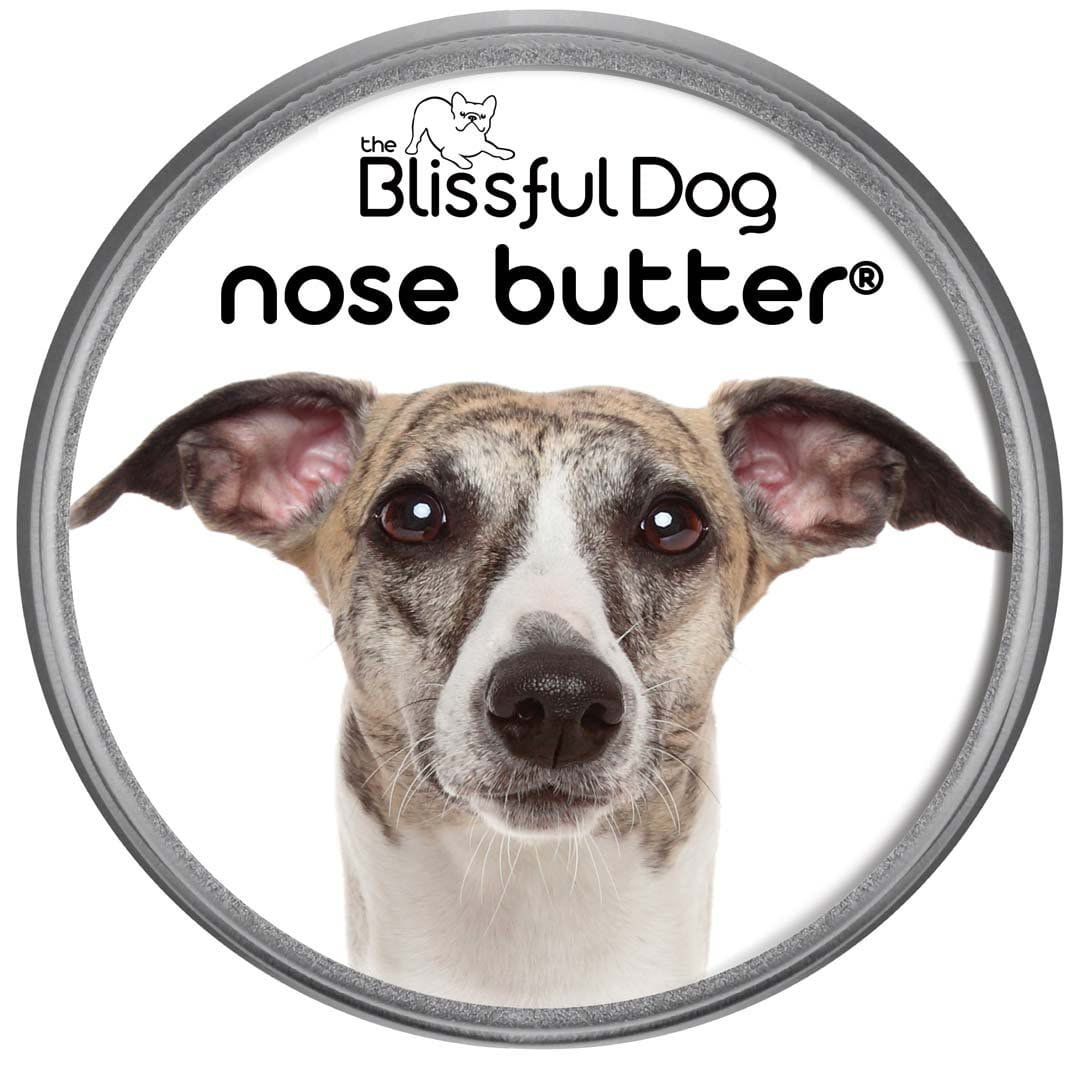 Whippet nose is dry